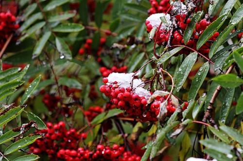 Переработка красной рябины. Что можно приготовить из рябины?