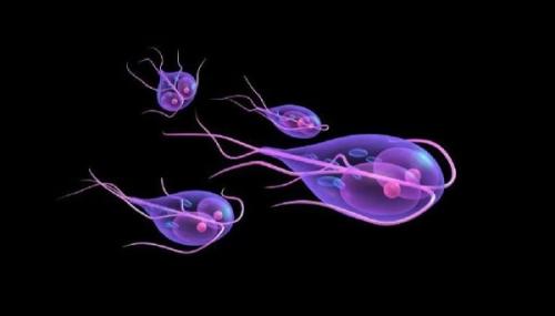 Диета при лямблиозе у взрослых меню рецепты. Как питаться при лямблиозе 04 Диета при лямблиозе у взрослых меню рецепты. Как питаться при лямблиозе 04