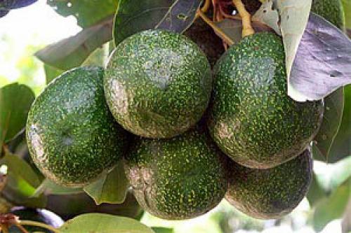 Есть ли крахмал в авокадо. Полезно ли авокадо для здоровья