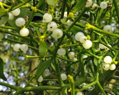 Травы для похудения омела и липа. Как принимать травы для похудения: омелу белую и липу?