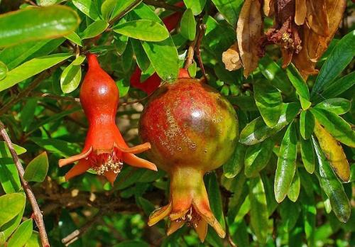 Гранатовая диета для похудения. Польза граната для похудения: меню, правила употребления