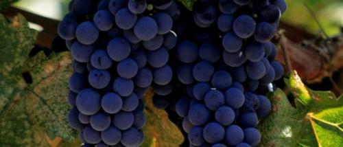 Виноград мочегонный или нет. Виноград, как мочегонное средство