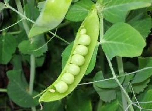 Можно ли похудеть на вареном горохе. Горох для похудения