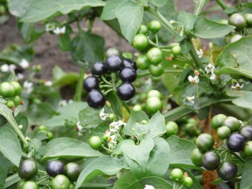 Санберри ягода википедия. Что за ягода санберри? 02