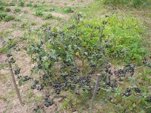 Санберри ягода википедия. Что за ягода санберри? 01