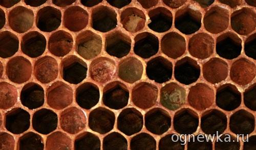 Перга химический состав таблица. Состав и содержание питательных веществ 02