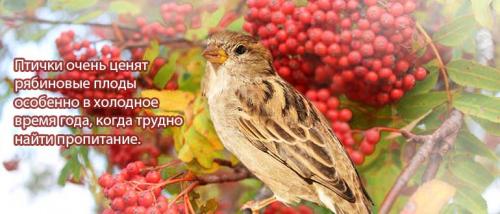Красная рябина вяленая. Рябина красная (обыкновенная) – описание, лечебные свойства и противопоказания