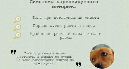 Как запустить желудок собаке после энтерита. Лечение энтерита у собак в домашних условиях