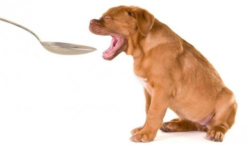 Как запустить желудок собаке после энтерита. Лечение энтерита у собак в домашних условиях