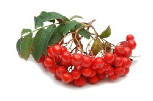 Рябина для печени. Какие ягоды наиболее полезны для печени — Топ 7 самых лучших