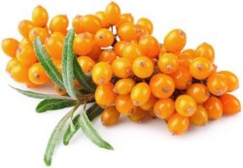 Рябина для печени. Какие ягоды наиболее полезны для печени — Топ 7 самых лучших