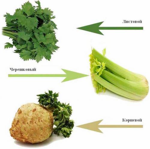 Сельдерей в сыром виде для похудения. Рекомендации