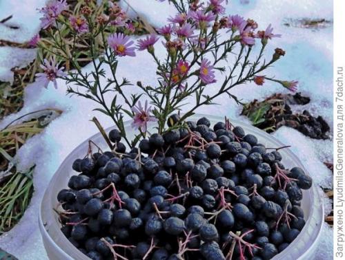 Рябина протертая с медом. Черноплодная рябина с мёдом — и лекарство, и лакомство