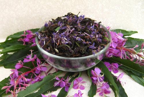 Векторизация иван-чая. Что такое Иван-чай