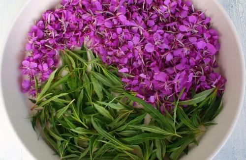 Векторизация иван-чая. Что такое Иван-чай