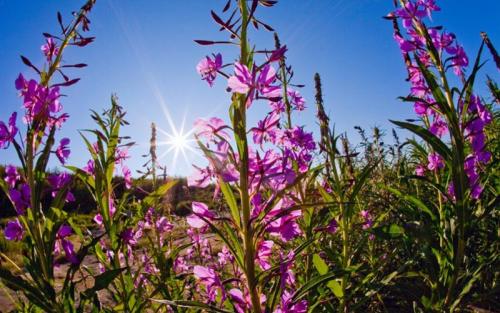 Иван-чай показания. Иван чай или кипрей: показания и противопоказания