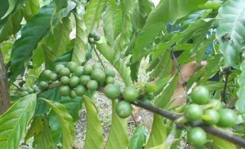 Зеленый молотый кофе с имбирем. Особые компоненты зеленого кофе 03 Зеленый молотый кофе с имбирем. Особые компоненты зеленого кофе 03