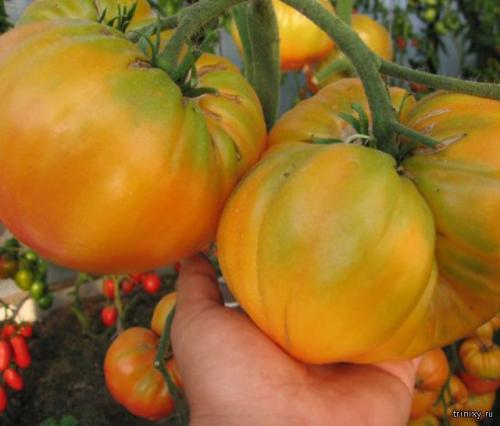 Продукты имеющие сладкий вкус. Самые сладкие продукты в мире (8 фото)