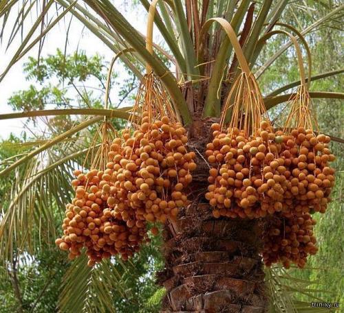 Продукты имеющие сладкий вкус. Самые сладкие продукты в мире (8 фото)