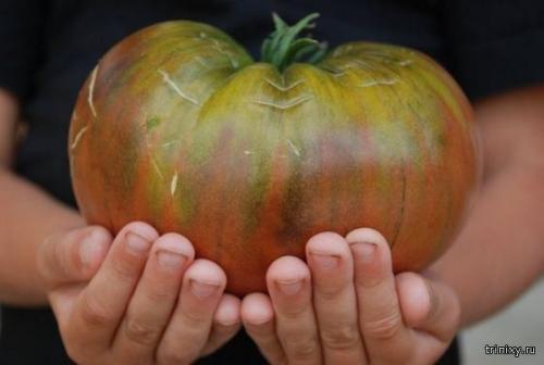 Продукты имеющие сладкий вкус. Самые сладкие продукты в мире (8 фото)