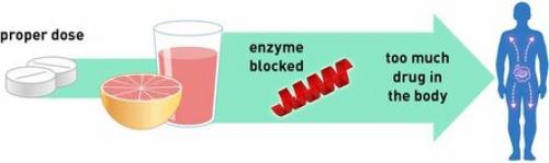 Грейпфрут на ночь можно ли. Правила и способы употребления 02 Грейпфрут на ночь можно ли. Правила и способы употребления 02