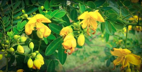 Чай сенна в пакетиках, как принимать. Чай сенна для похудения