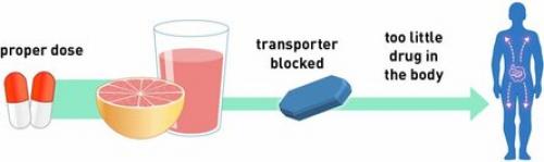 Грейпфрут на ночь можно ли. Правила и способы употребления 03 Грейпфрут на ночь можно ли. Правила и способы употребления 03