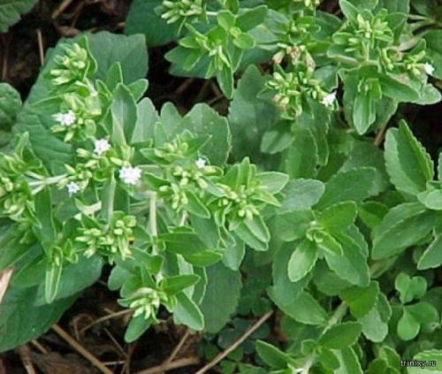 Продукты имеющие сладкий вкус. Самые сладкие продукты в мире (8 фото)