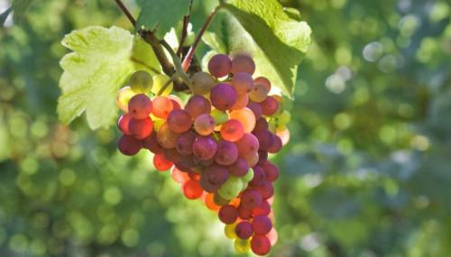 Является ли виноград фруктом. Виноград — это ягода или фрукт