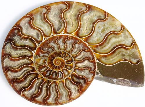Аммониты головоногие. Камни-аммониты: что это такое
