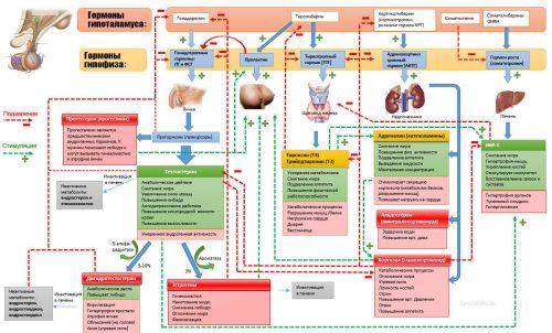 L тироксин для похудения дозировка. Как правильно принимать Тироксин, чтобы похудеть?