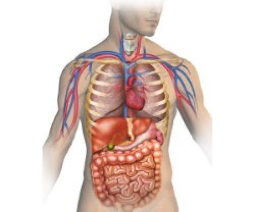 Голодание, как способ похудения. Как оно помогает похудеть – 5 фактов