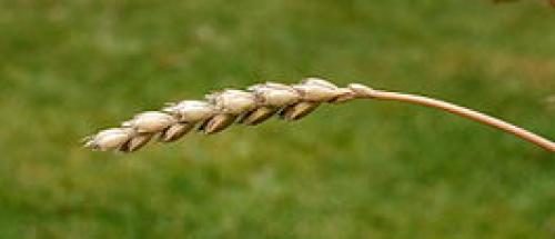 Полба для похудения. Состав и полезные свойства 01