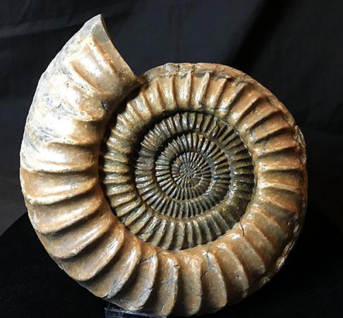 Аммониты головоногие. Камни-аммониты: что это такое