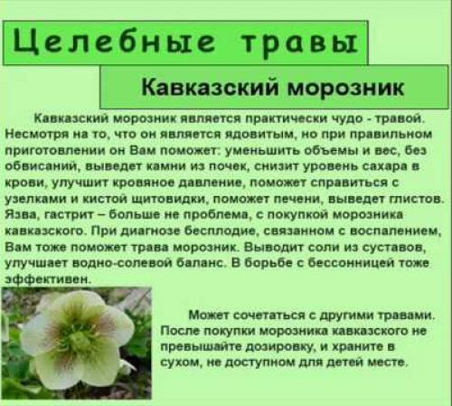Морозник описание растения. Первоцвет морозник кавказский. Ядовитый цветок морозник. Трава кавказский морозник кавказский. Морозник кавказский ядовит.