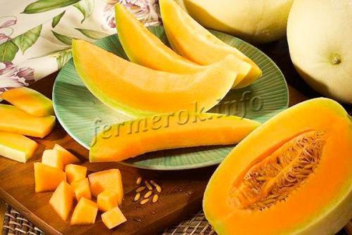 Дыня калорийность. Калорийность дыни и полезные свойства