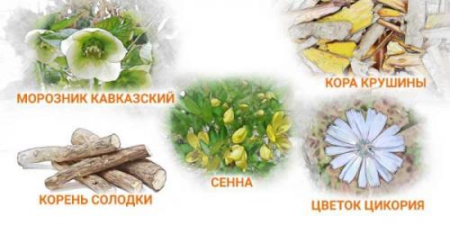 Морозник кавказский инструкция. Морозник - применение, лечебные свойства 01