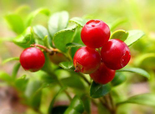 Чай летящая ласточка состав. Состав