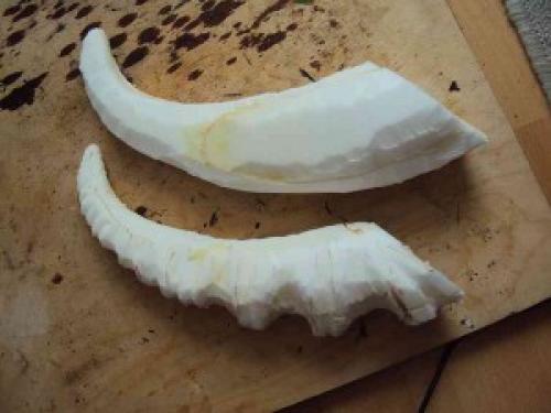 Рога своими руками оленя. Новогодний олень своими руками: несколько простых вариантов изготовления 05 Рога своими руками оленя. Новогодний олень своими руками: несколько простых вариантов изготовления 05