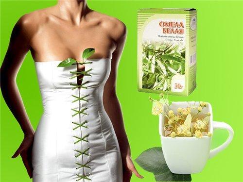Трава омела ивная для похудения. Трава омела белая для похудения 04