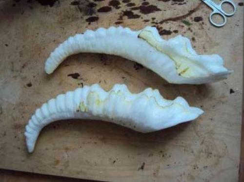 Рога своими руками оленя. Новогодний олень своими руками: несколько простых вариантов изготовления 07 Рога своими руками оленя. Новогодний олень своими руками: несколько простых вариантов изготовления 07