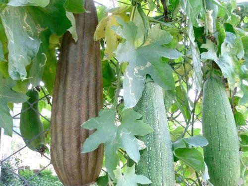 Чай летящая ласточка состав. Состав