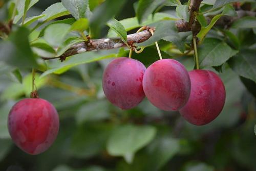 Диета при высоком уровне мочевой кислоты стол номе. Особенности диетического питания