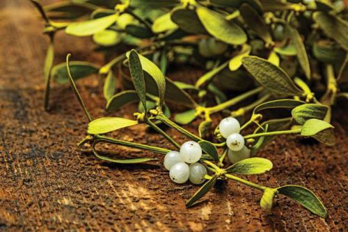 Трава омела ивная для похудения. Трава омела белая для похудения 02