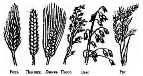 Таблица содержания крахмала в зерновых. Сельскохозяйственные культуры