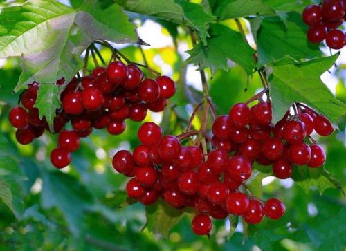 Самые низкокалорийные продукты — перечень продуктов и список рецептов для сброса веса (видео + 110 фото)