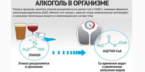 Как пить алкоголь и худеть. Алкогольная диета: меню для похудения
