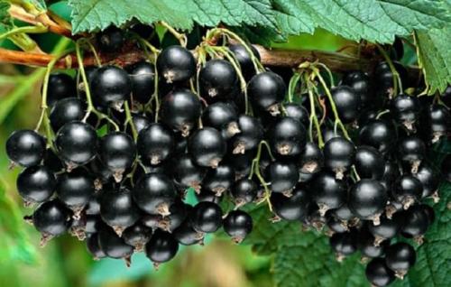 Какие овощи и фрукты снижают артериальное давление. Овощи и фрукты от высокого давления: список продуктов, эффективность