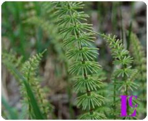 Фукус от целлюлита. Обертывание с фукусом и хвощем от целлюлита