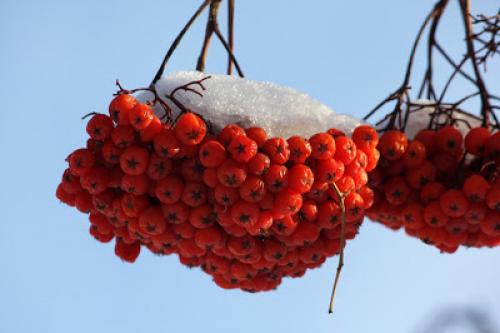 Квас из рябины красной. Рябина